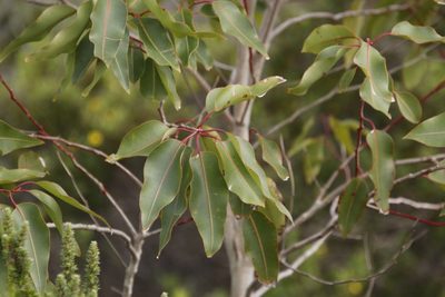 Corymbia ficifolia, photographed by Tony Rebelo