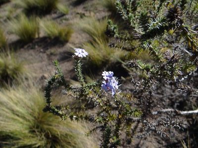 Junellia juniperina, photographed by Guillermo Debandi