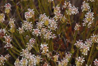 Spatalla squamata, photographed by Tony Rebelo