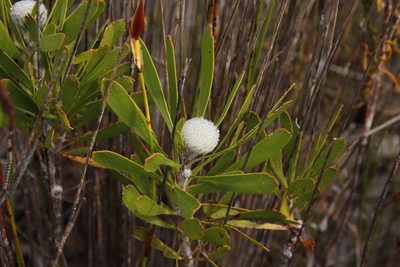 Leucospermum truncatum, photographed by Tony Rebelo