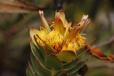 Mimetes saxatilis, photographed by Tony Rebelo