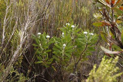 Leucospermum truncatum, photographed by Tony Rebelo