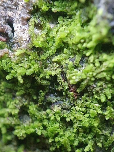 Cololejeunea calcarea, photographed by Jonathan Hughes