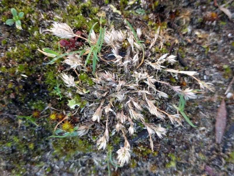 Phleum arenarium, photographed by Michel Langeveld