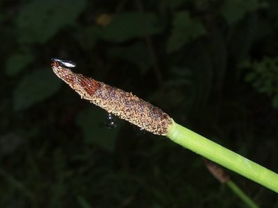 Eleocharis elegans, photographed by Sue Carnahan