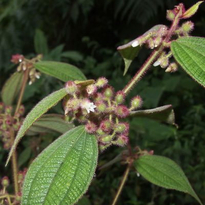 Miconia dentata, photographed by Sue Carnahan