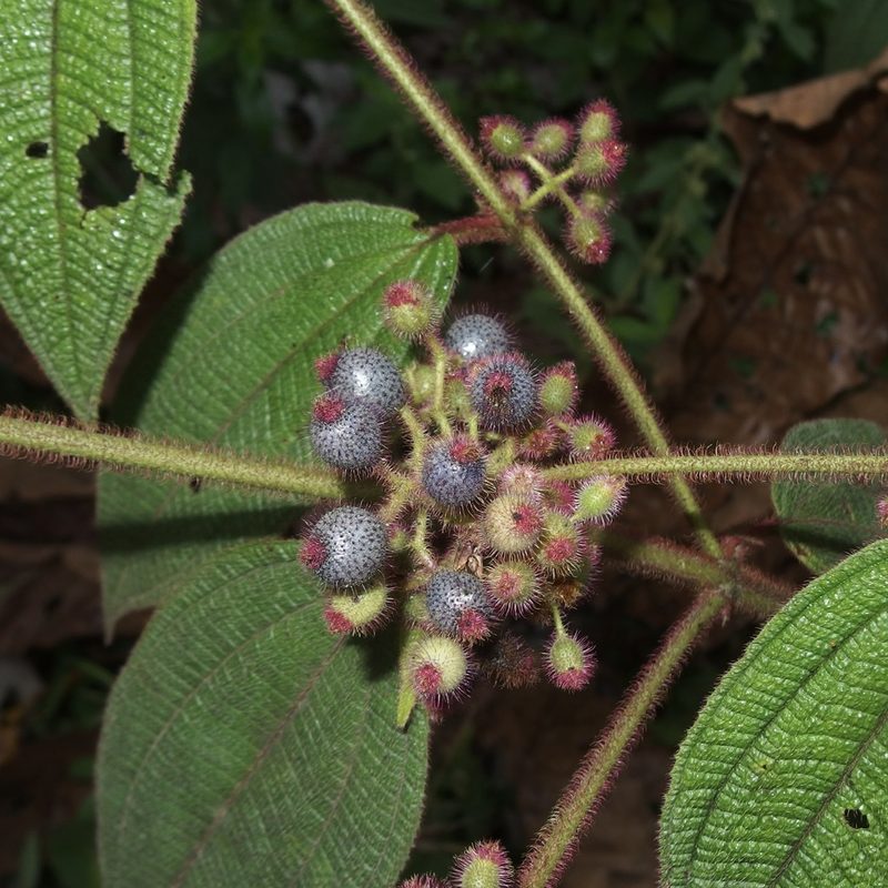 Miconia dentata, photographed by Sue Carnahan