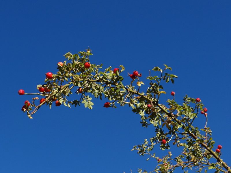 Rosa pulverulenta, photographed by Guillermo Debandi