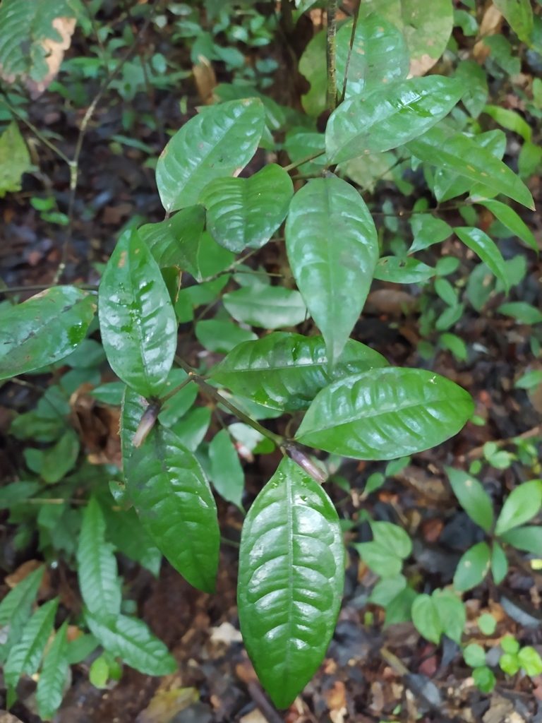 Palicourea oblonga, photographed by Guillaume Delaitre