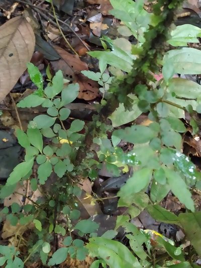 Pilea imparifolia, photographed by Guillaume Delaitre