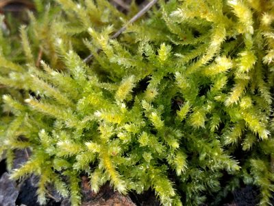 Eurhynchium striatum, photographed by Michel Langeveld