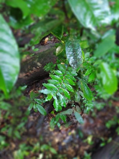 Pilea imparifolia, photographed by Guillaume Delaitre
