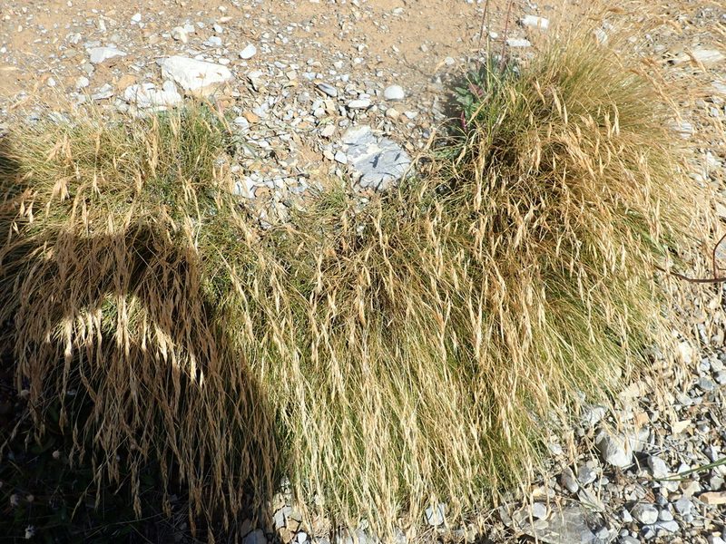 Rytidosperma setifolium, photographed by Paul Bell-Butler