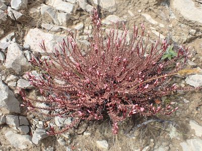 Epilobium melanocaulon, photographed by Paul Bell-Butler