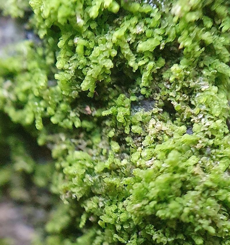 Cololejeunea calcarea, photographed by Jonathan Hughes