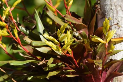 Vriesea rodigasiana, photographed by Cajá-manga