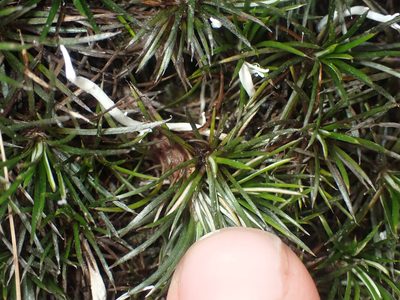 Celmisia laricifolia, photographed by Paul Bell-Butler