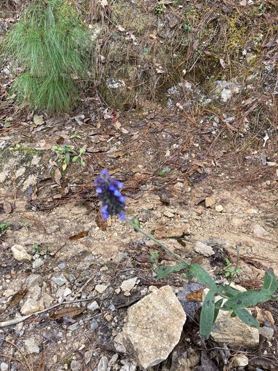 Salvia lavanduloides, photographed by Mark Wilson
