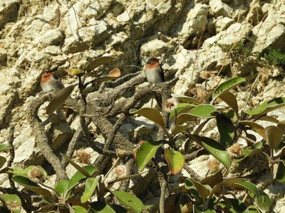 Pachystegia insignis, photographed by Santiago Martín-Bravo