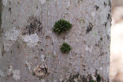 Ulota crispa, photographed by Violet T.