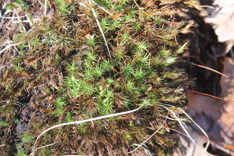 Polytrichum ohioense, photographed by Violet T.