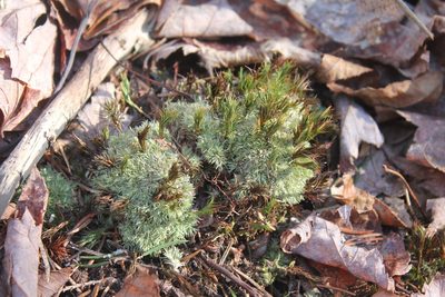 Leucobryum albidum, photographed by Violet T.
