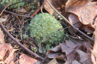 Leucobryum albidum, photographed by Violet T.