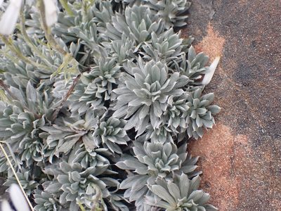 Celmisia hectorii, photographed by Paul Bell-Butler