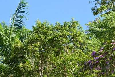 Campomanesia phaea, photographed by Cajá-manga