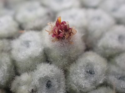 Raoulia eximia, photographed by Paul Bell-Butler