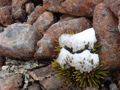 Aciphylla dobsonii