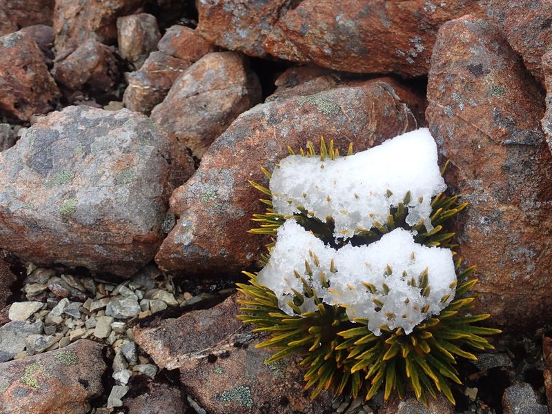 Aciphylla dobsonii, photographed by Paul Bell-Butler
