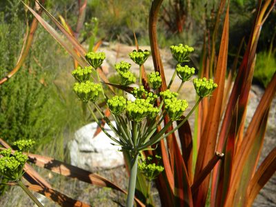 Lichtensteinia lacera, photographed by Tim Kirsten