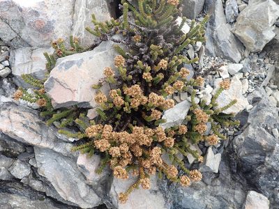 Veronica epacridea, photographed by Paul Bell-Butler
