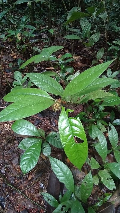Palicourea glabra, photographed by Guillaume Delaitre