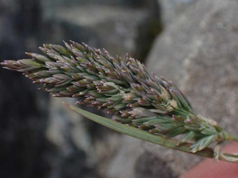 Poa buchananii, photographed by Paul Bell-Butler