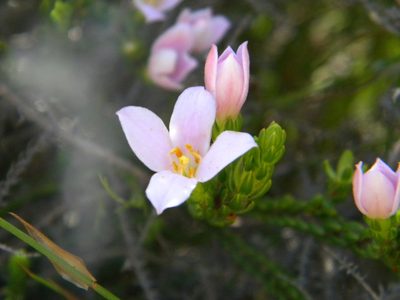 Lachnaea grandiflora, photographed by Tim Kirsten