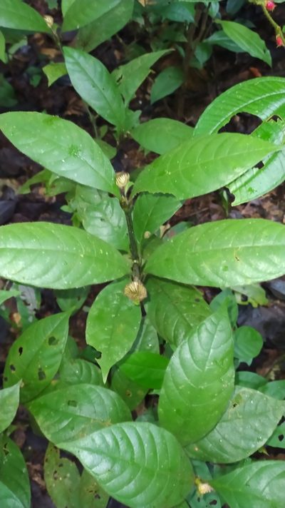 Palicourea glabra, photographed by Guillaume Delaitre
