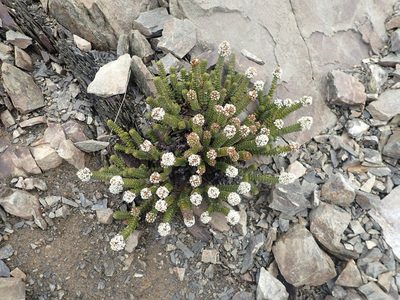Veronica epacridea, photographed by Paul Bell-Butler