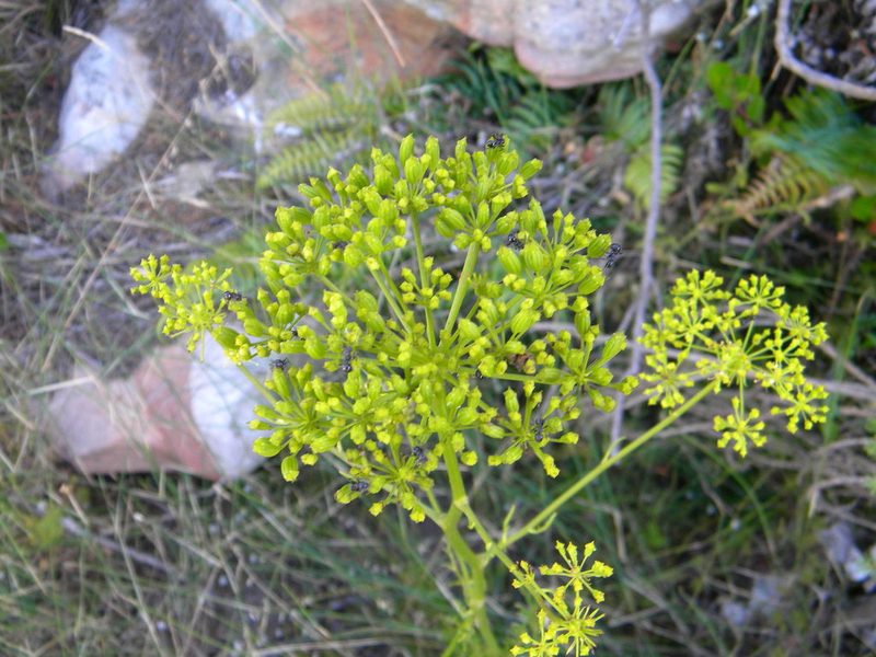 Glia prolifera, photographed by Tim Kirsten