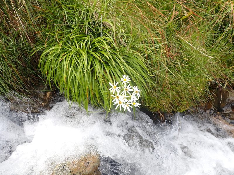 Dolichoglottis scorzoneroides, photographed by Paul Bell-Butler