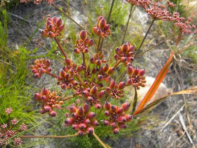 Nanobubon strictum, photographed by Tim Kirsten