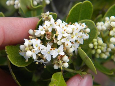 Olea capensis, photographed by Tim Kirsten