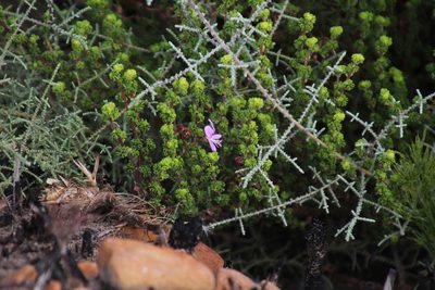 Pelargonium crispum, photographed by Tony Rebelo