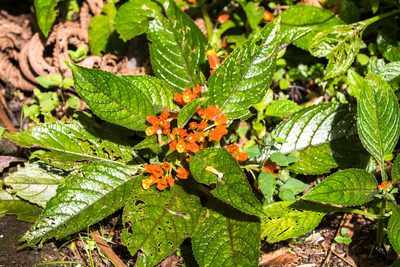 Chrysothemis pulchella, photographed by Melissa McMasters