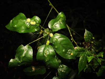Rubus nebulosus, photographed by Samuel Frankel
