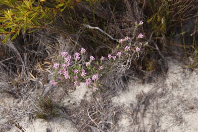 Metalasia erubescens, photographed by Tony Rebelo