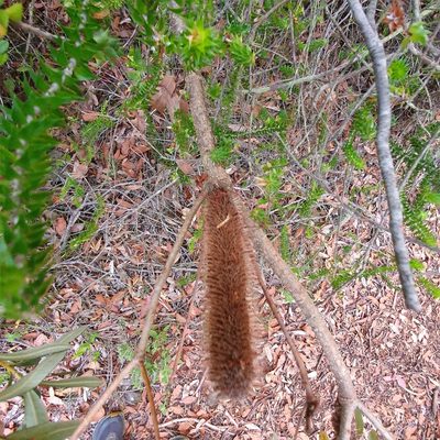 Banksia paludosa, photographed by ronavery