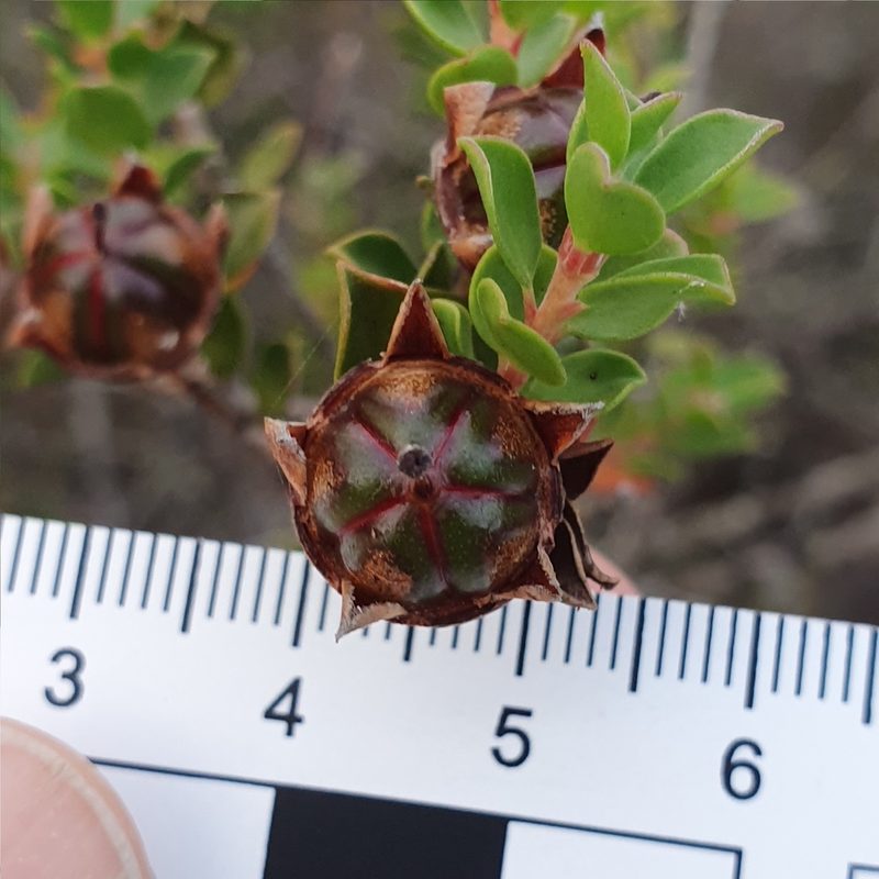 Leptospermum rotundifolium, photographed by ronavery