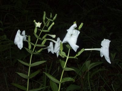 Escobedia grandiflora, photographed by Sue Carnahan